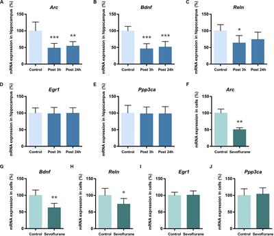 DNA Methylation Manipulation of Memory Genes Is Involved in Sevoflurane Induced Cognitive Impairments in Aged Rats